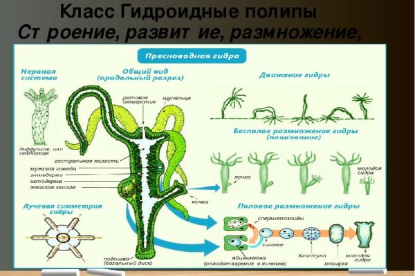 Кракен не заходит