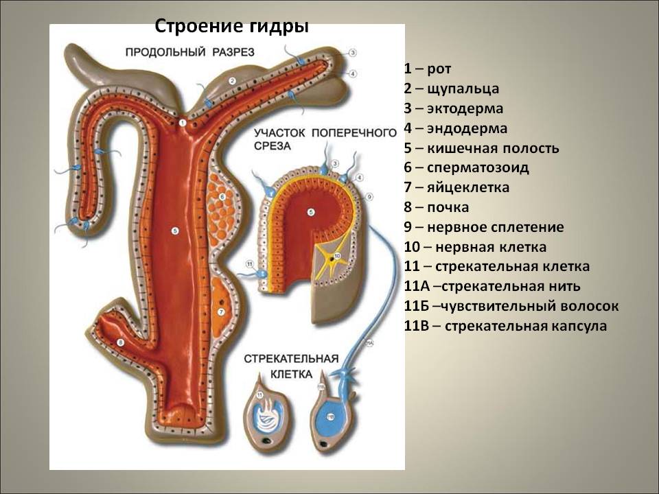 Как выводить деньги с кракена