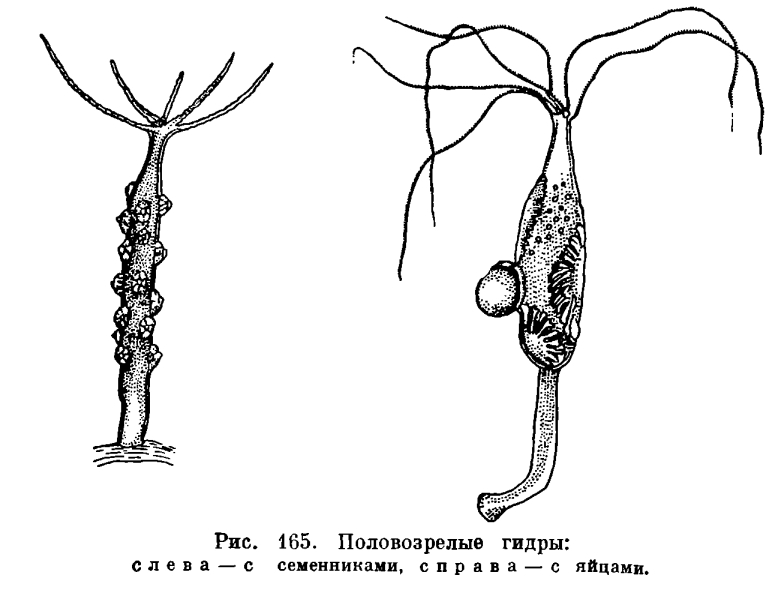 Kraken ссылка тор 2krnk biz